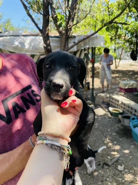 Cucciolo Pako cerca casa  | Foto 0
