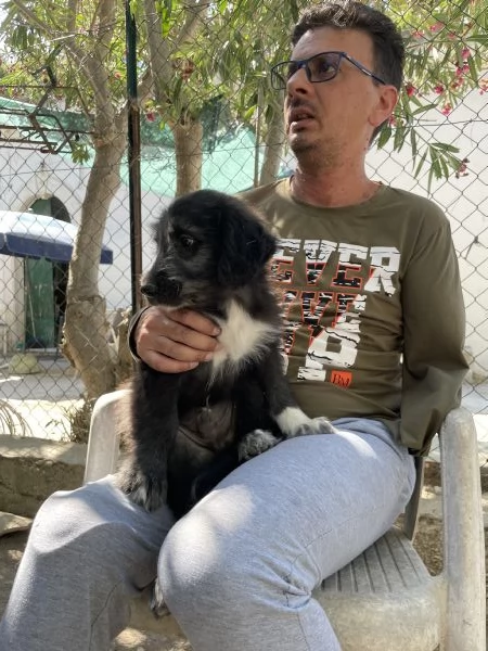 Milo cucciolo cerca casa  | Foto 4