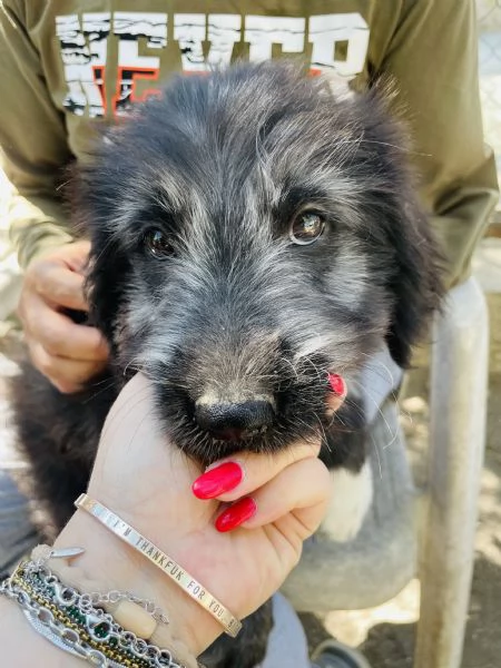 Milo cucciolo cerca casa  | Foto 3