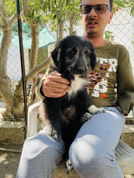 Milo cucciolo cerca casa  | Foto 2
