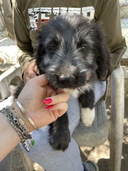 Milo cucciolo cerca casa  | Foto 0