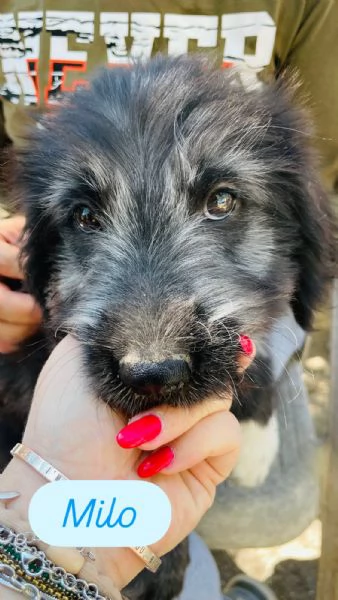 Milo cucciolo cerca casa 