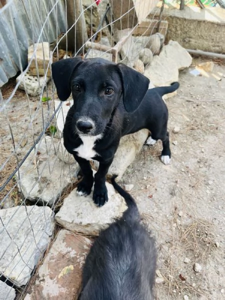 Pako e Charlie cercano casa  | Foto 4