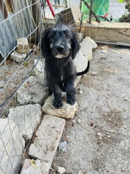 Pako e Charlie cercano casa  | Foto 3