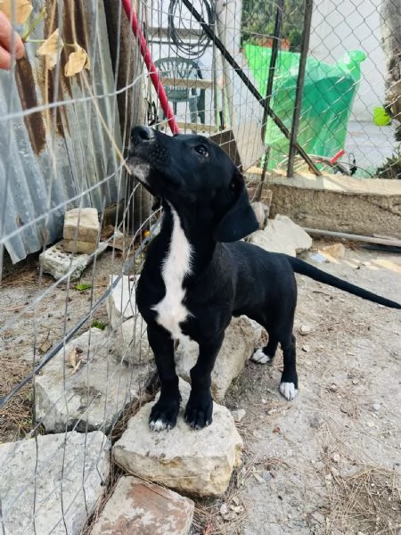 Pako e Charlie cercano casa  | Foto 0