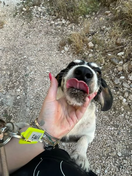 Paco 10 anni che aspetta  | Foto 2