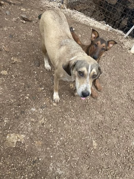 Pepito cerca casa  | Foto 1