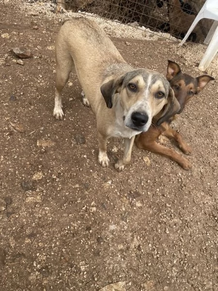 Pepito cerca casa  | Foto 0