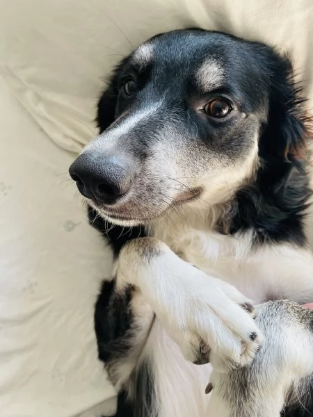 BALTO cerca casa 