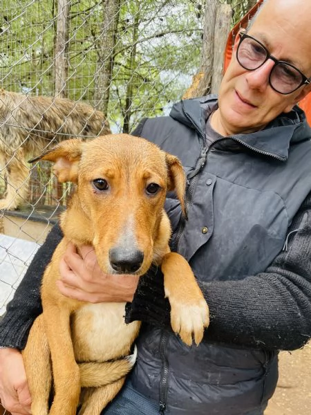 Cucciola cerca casa 