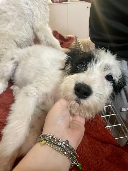 Eros e Fiocco cercano casa  | Foto 5