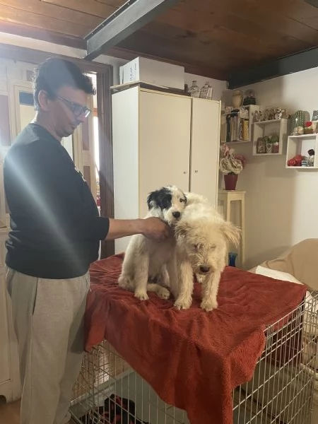 Eros e Fiocco cercano casa  | Foto 3