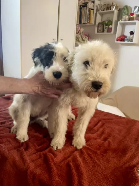 Eros e Fiocco cercano casa  | Foto 2