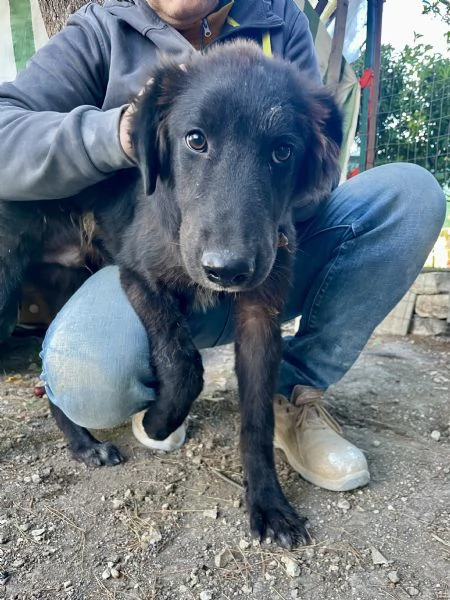 Cucciolo Teddy 