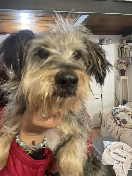 Alice 10 anni cerca  | Foto 5