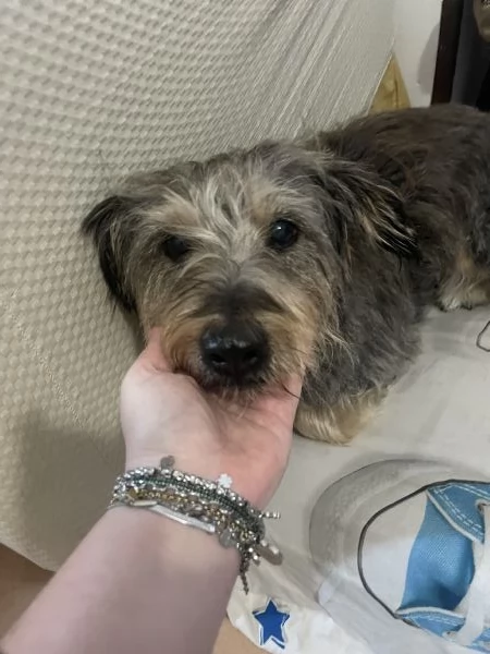Alice 10 anni cerca  | Foto 4