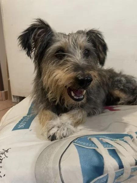 Alice 10 anni cerca 