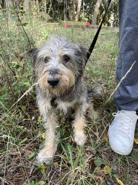 Alice simil Yorkshire 10 anni | Foto 0