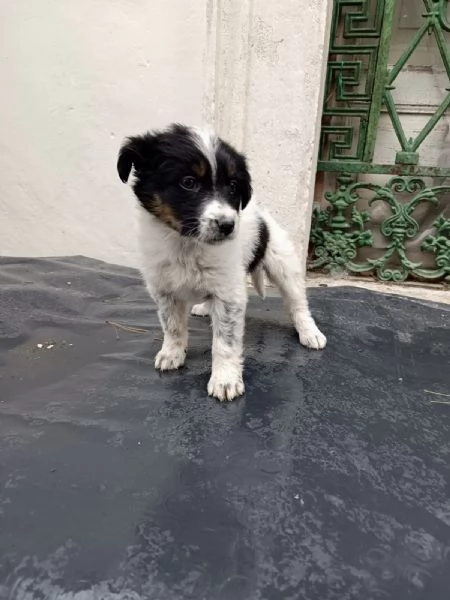 Cucciola Dory cerca casa  | Foto 2