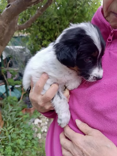 Cucciola Dory cerca casa  | Foto 0