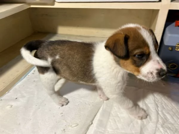 Cucciolo cerca casa  | Foto 1