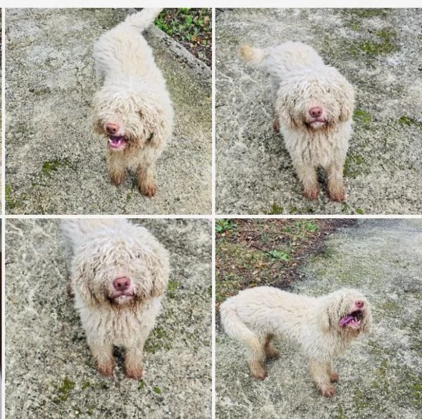 Jack lagotto cerca casa 