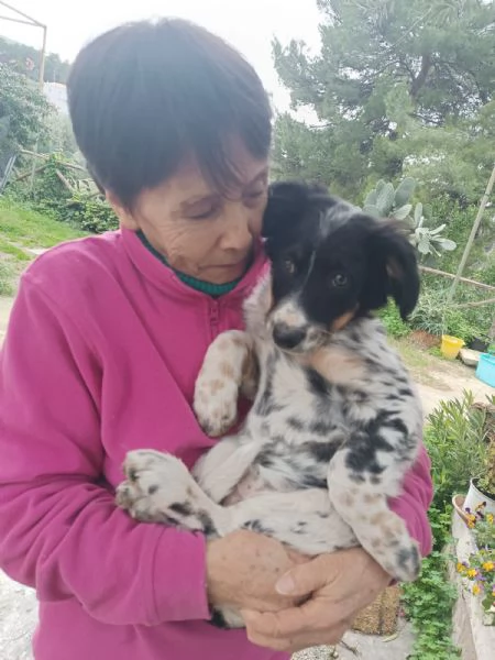 Cucciola Dory cerca casa  | Foto 0