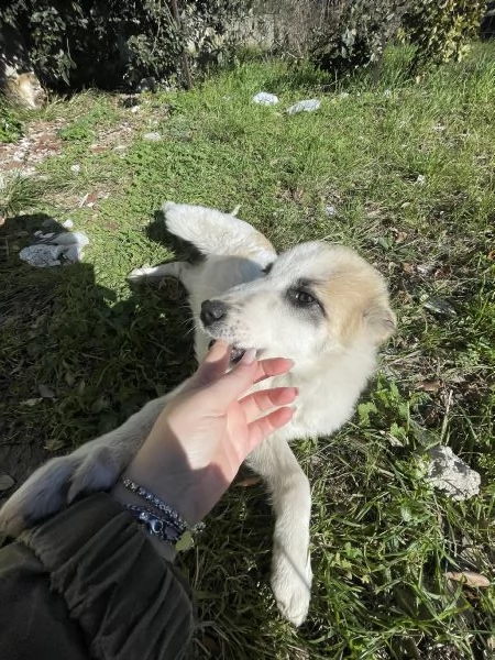 Cucciole cercano casa  | Foto 2