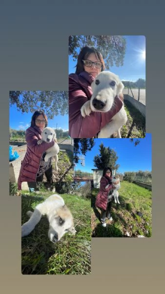 Cucciole cercano casa 