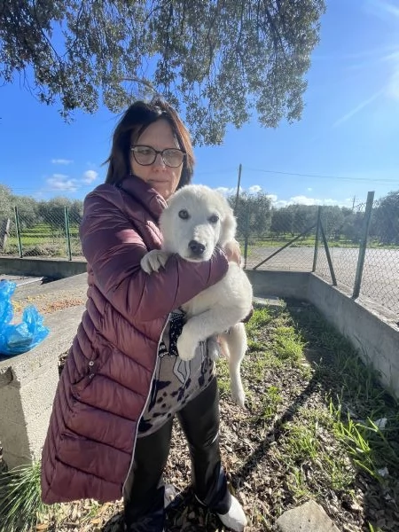 Cucciole cercano casa  | Foto 0