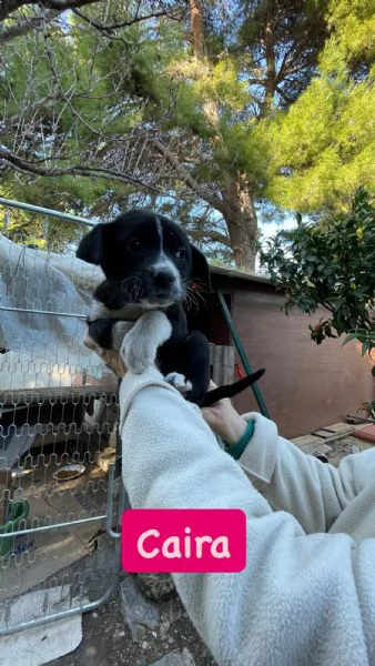 5 cucciole cercano casa  | Foto 3