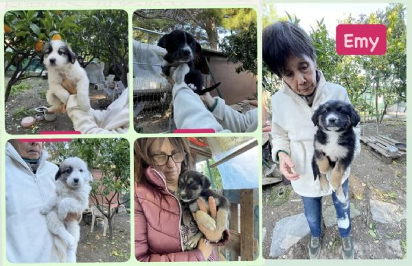 5 cucciole cercano casa 