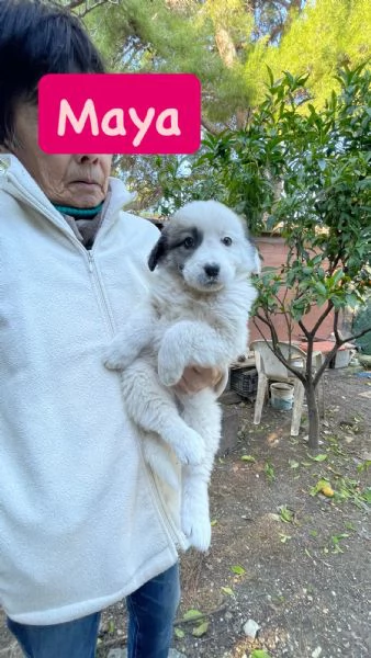 5 cucciole cercano casa  | Foto 2