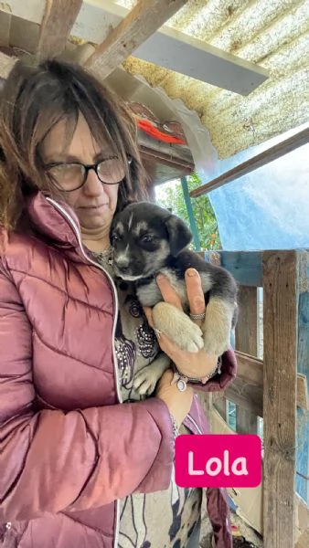 5 cucciole cercano casa  | Foto 0