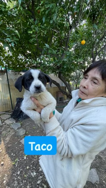  3 cuccioli cercano casa  | Foto 1