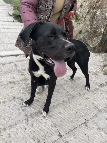 Cloe Alano cerca casa  | Foto 3