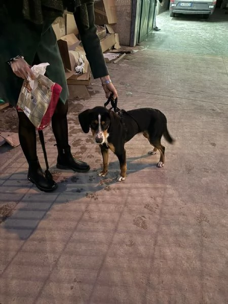 Pluto cerca casa  | Foto 2