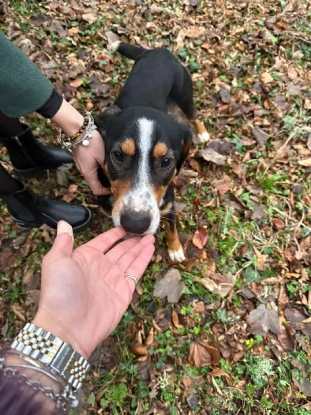 Pluto cerca casa  | Foto 1