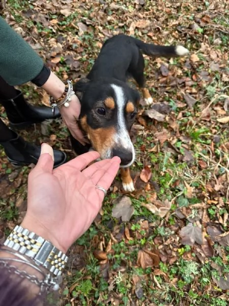 Pluto cerca casa  | Foto 0