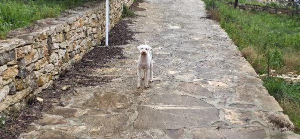 Jack lagotto romagnolo | Foto 6