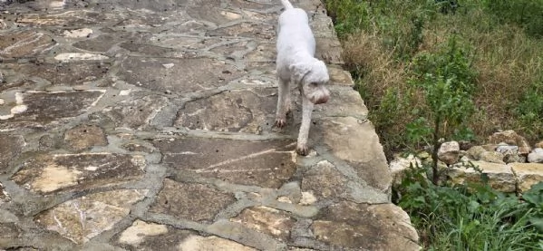 Jack lagotto romagnolo | Foto 5