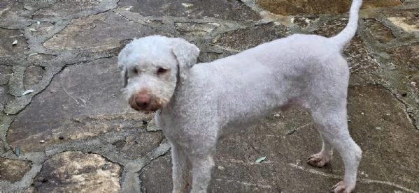 Jack lagotto romagnolo | Foto 4