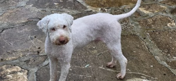 Jack lagotto romagnolo | Foto 3