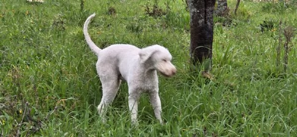 Jack lagotto romagnolo | Foto 2