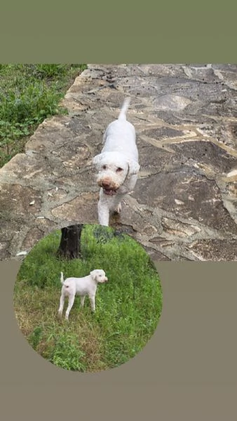 Jack lagotto romagnolo