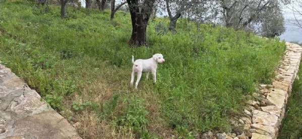 Jack lagotto romagnolo | Foto 1