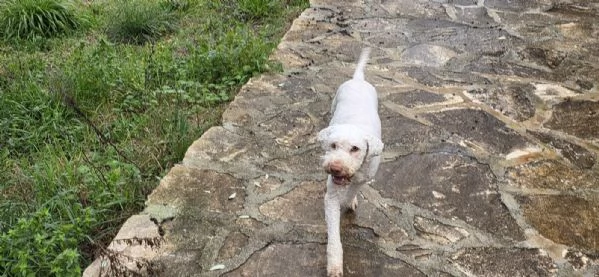 Jack lagotto romagnolo | Foto 0