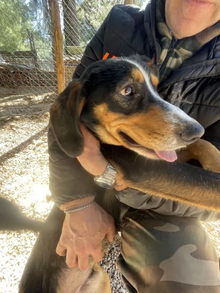 Pluto segugino 15 kg  | Foto 5