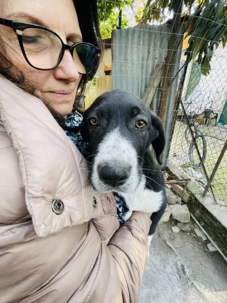 Thor cucciolo cerca casa  | Foto 3