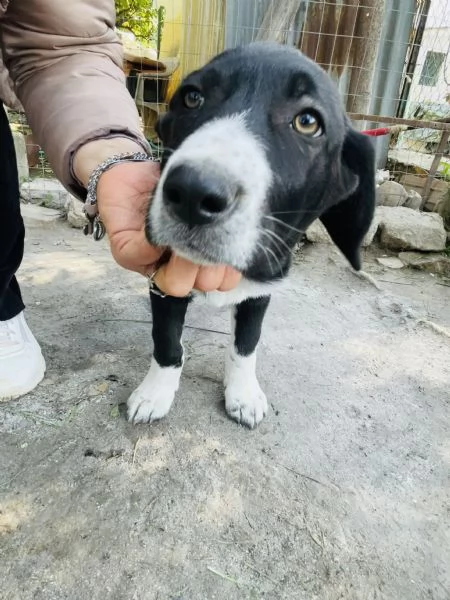 Thor cucciolo cerca casa  | Foto 2